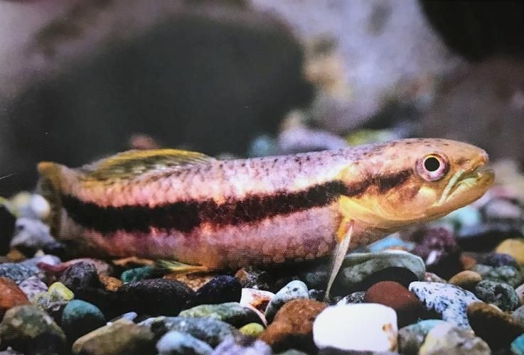 個牙魚圖片：個牙魚圖片嘎牙魚、橙腹牙魚如勾亞斯、潘塔那爾等品種
