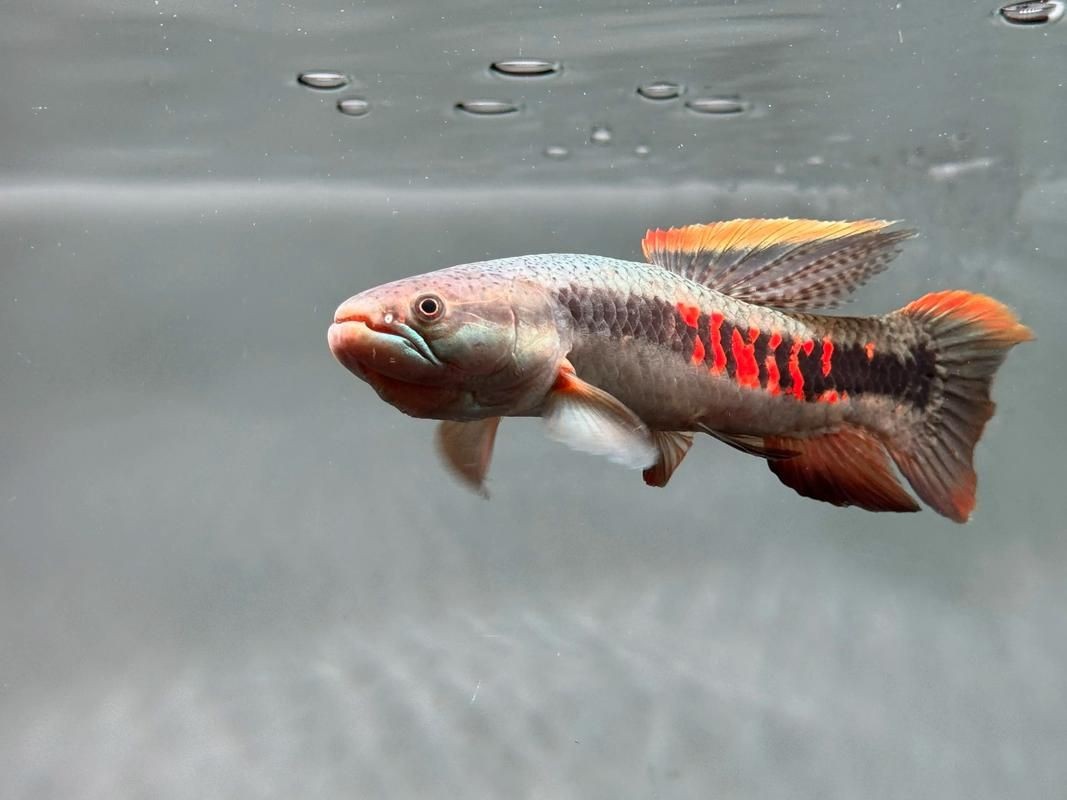 個牙魚圖片：個牙魚圖片嘎牙魚、橙腹牙魚如勾亞斯、潘塔那爾等品種