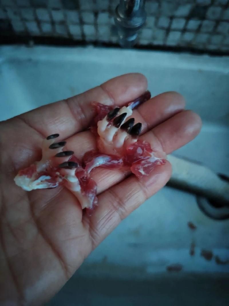 個牙魚圖片：個牙魚圖片嘎牙魚、橙腹牙魚如勾亞斯、潘塔那爾等品種