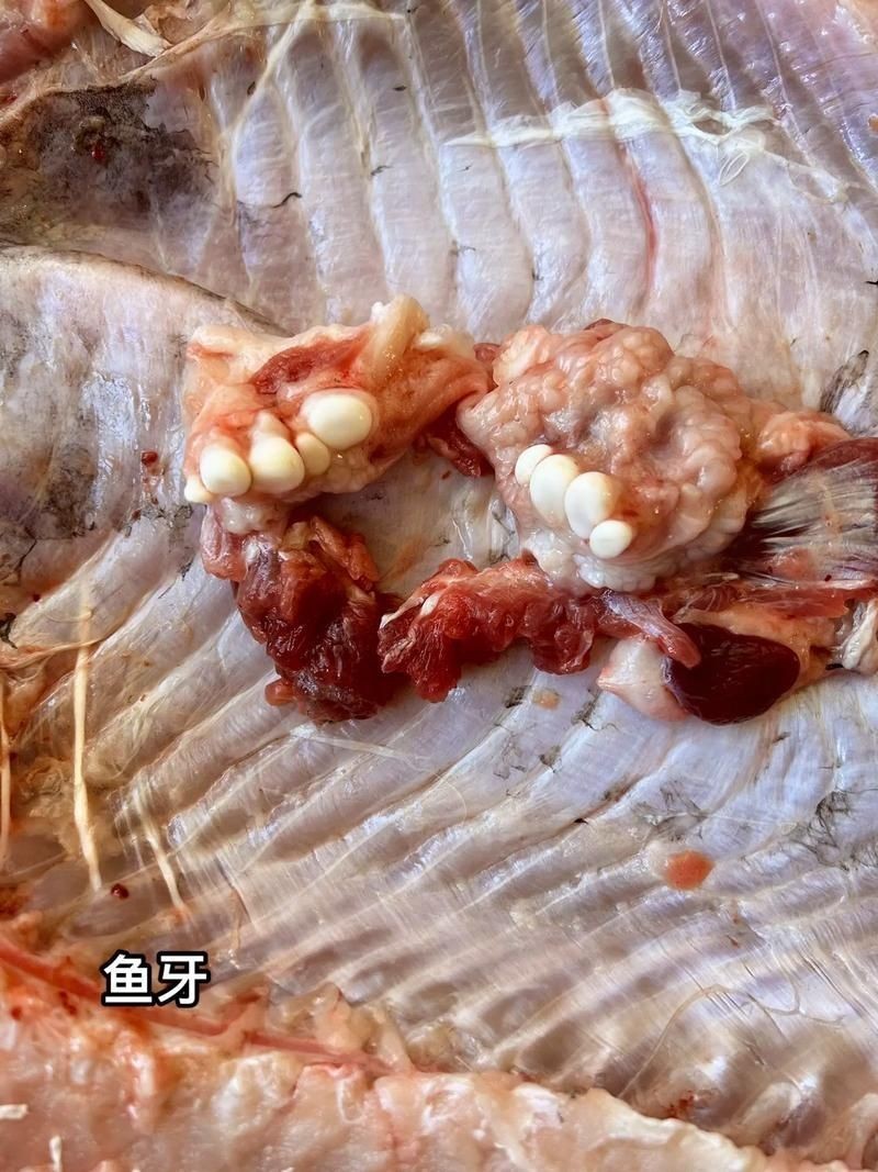 個牙魚圖片：個牙魚圖片嘎牙魚、橙腹牙魚如勾亞斯、潘塔那爾等品種