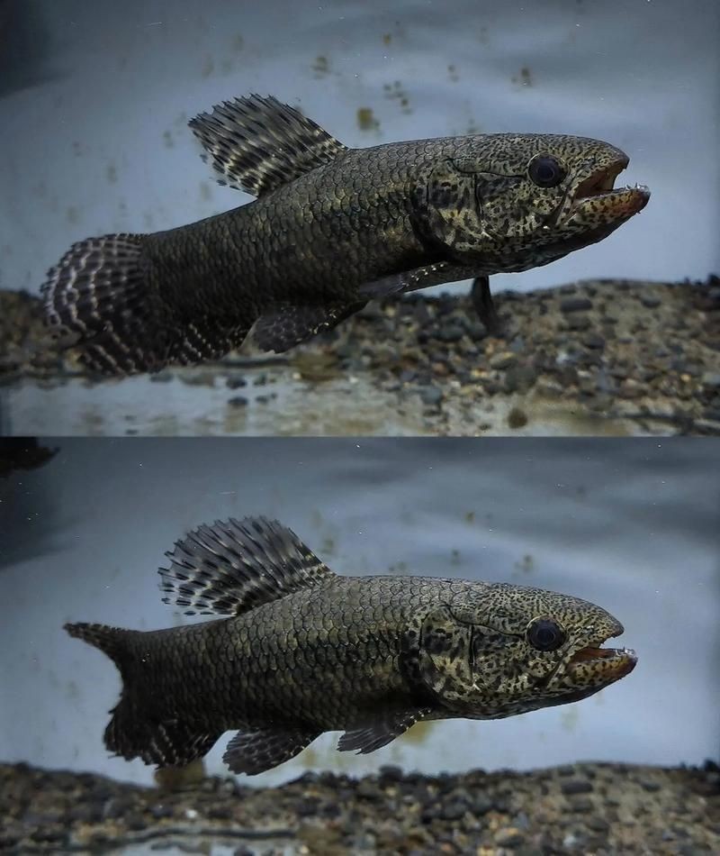 個牙魚圖片：個牙魚圖片嘎牙魚、橙腹牙魚如勾亞斯、潘塔那爾等品種