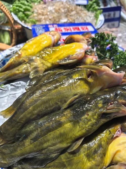 個牙魚圖片：個牙魚圖片嘎牙魚、橙腹牙魚如勾亞斯、潘塔那爾等品種