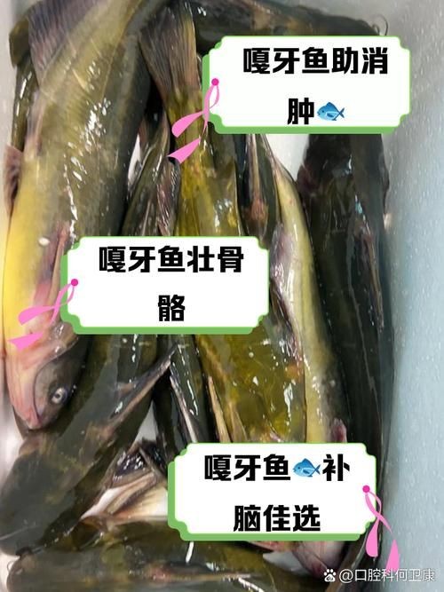 個牙魚圖片：個牙魚圖片嘎牙魚、橙腹牙魚如勾亞斯、潘塔那爾等品種