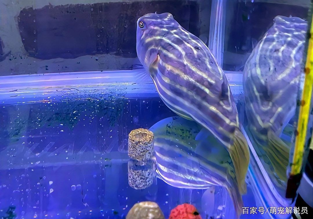 狗頭魚有毒嗎：狗頭魚有毒嗎？