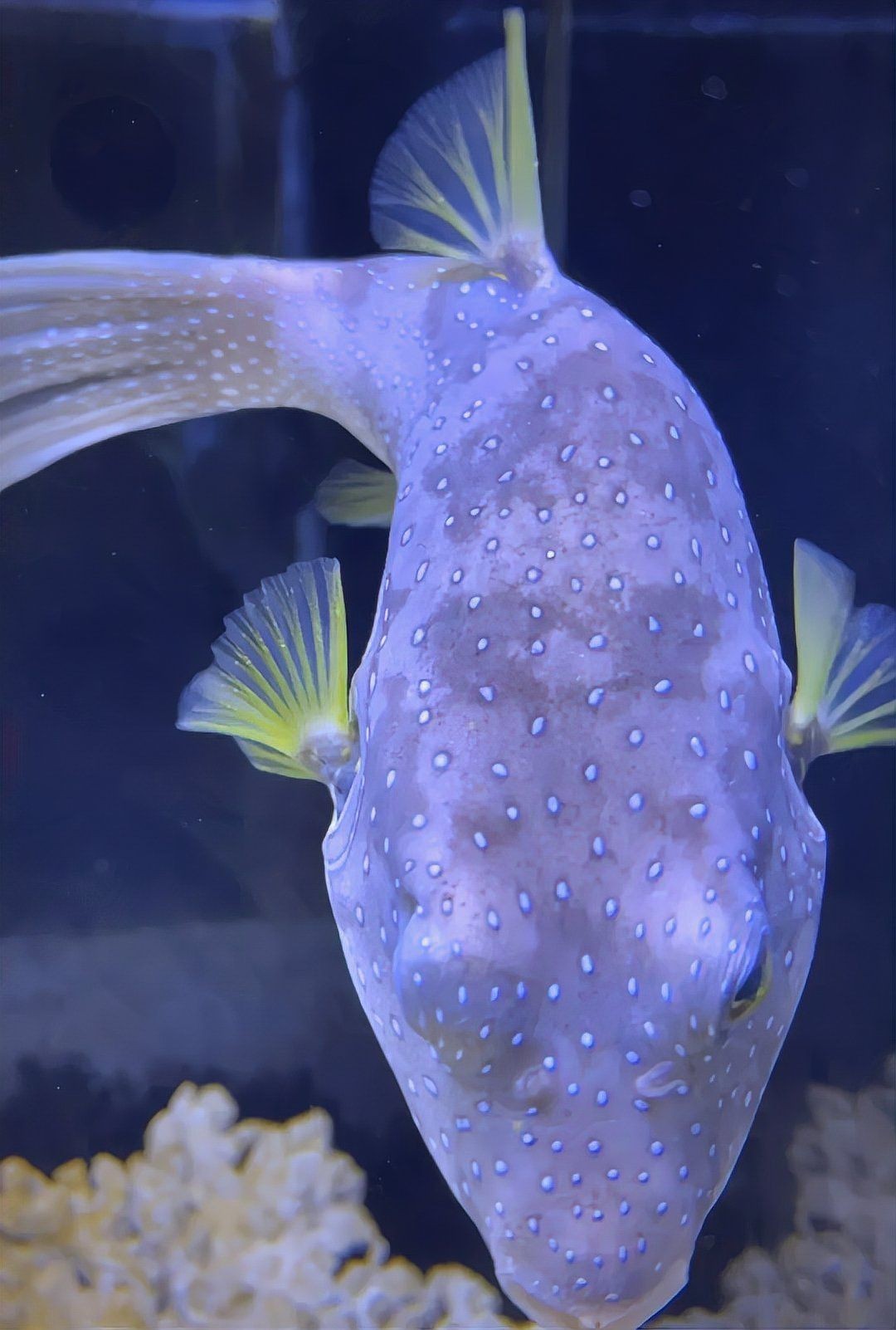 狗頭魚有毒嗎：狗頭魚有毒嗎？