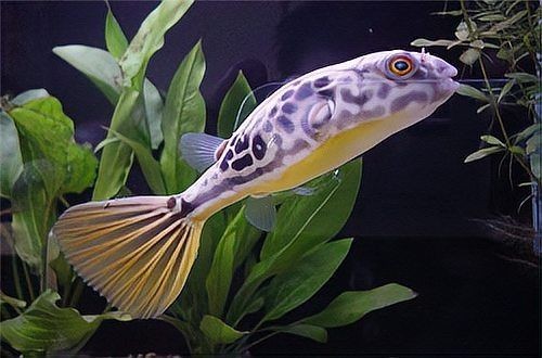 狗頭魚有毒嗎：狗頭魚有毒嗎？