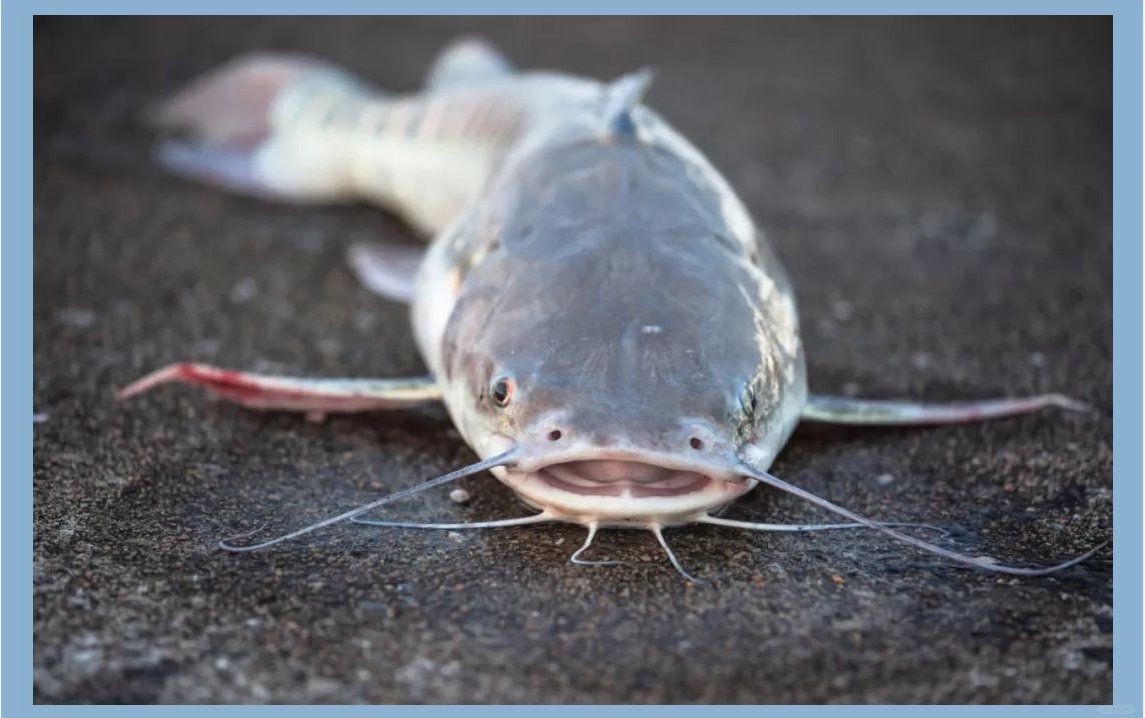 海鯰魚(yú)和鯰魚(yú)一樣臟嗎：“海鯰魚(yú)和鯰魚(yú)一樣臟嗎”