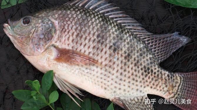 海鯰魚(yú)和鯰魚(yú)一樣臟嗎：“海鯰魚(yú)和鯰魚(yú)一樣臟嗎”