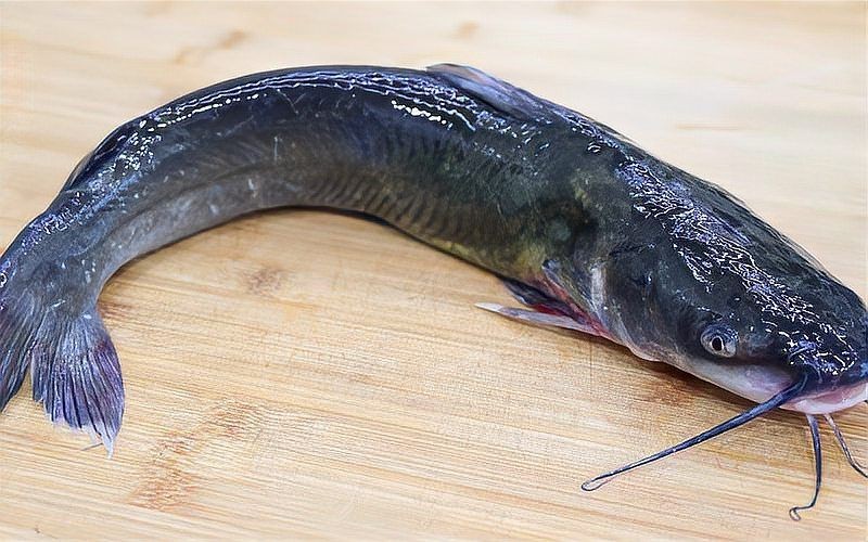 海鯰魚(yú)和鯰魚(yú)一樣臟嗎：“海鯰魚(yú)和鯰魚(yú)一樣臟嗎”