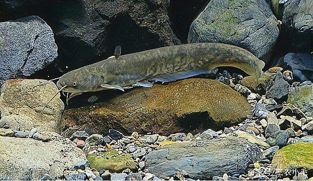 海鯰魚(yú)和鯰魚(yú)一樣臟嗎：“海鯰魚(yú)和鯰魚(yú)一樣臟嗎”