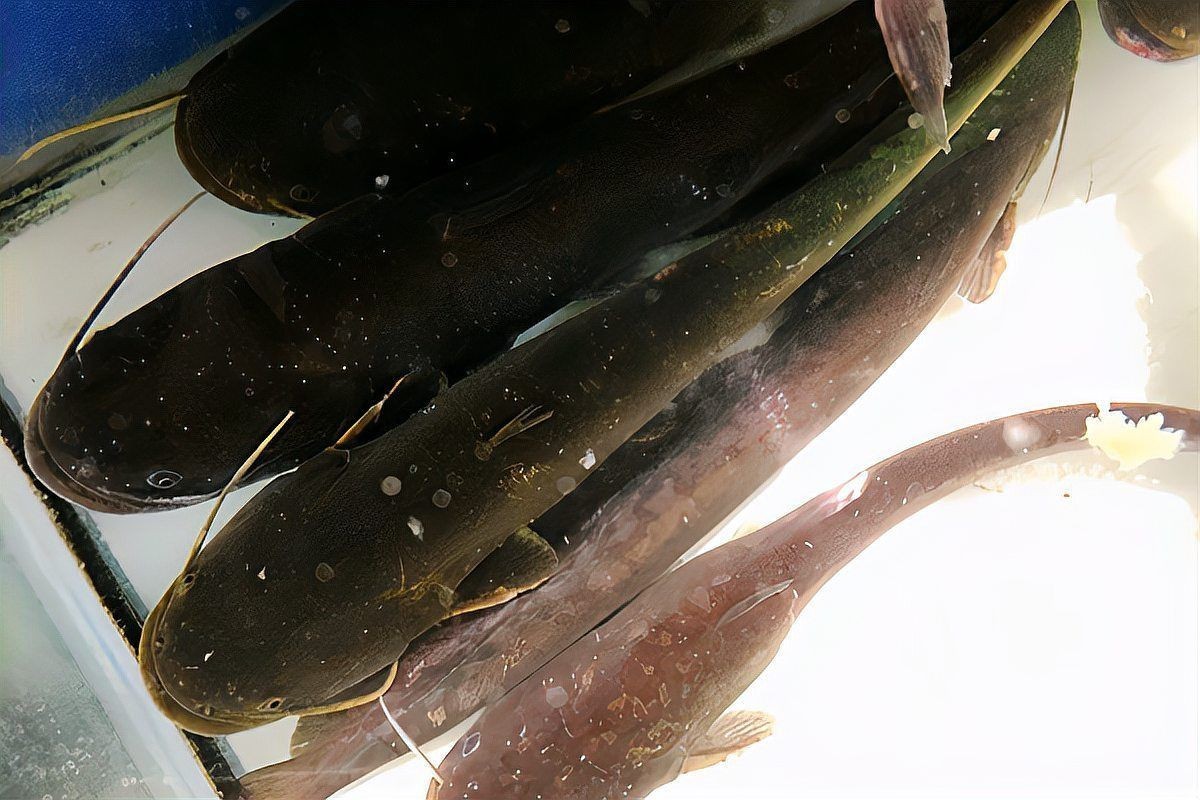 海鯰魚(yú)和鯰魚(yú)一樣臟嗎：“海鯰魚(yú)和鯰魚(yú)一樣臟嗎”