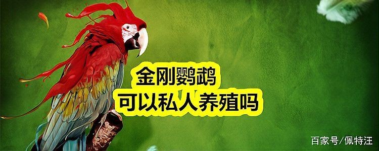 金剛鸚鵡私人可以養(yǎng)嗎：養(yǎng)金剛鸚鵡合法嗎