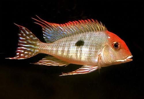 和尚關刀魚：“和尚關刀魚”是一種兼具獨特形態與趣味命名的觀賞魚類