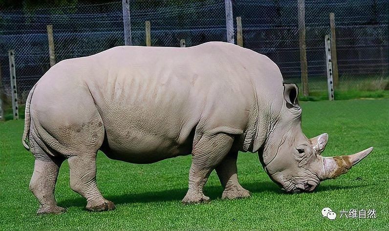 河馬能打過犀牛嗎：河馬與犀牛誰更厲害河馬與犀牛誰更厲害