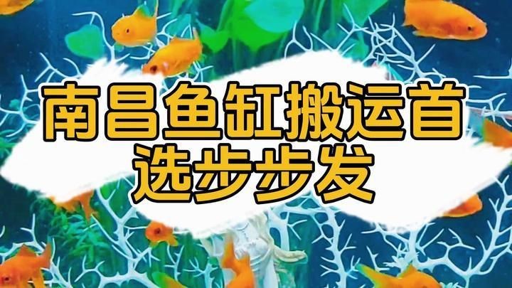 南昌魚缸維護：南昌魚缸怎么養護