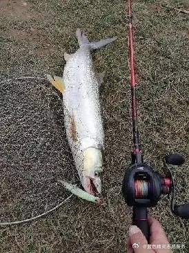 狗魚vs鳡魚：狗魚與鳡魚形態特征對比分析，狗魚與鳡魚形態特征對比