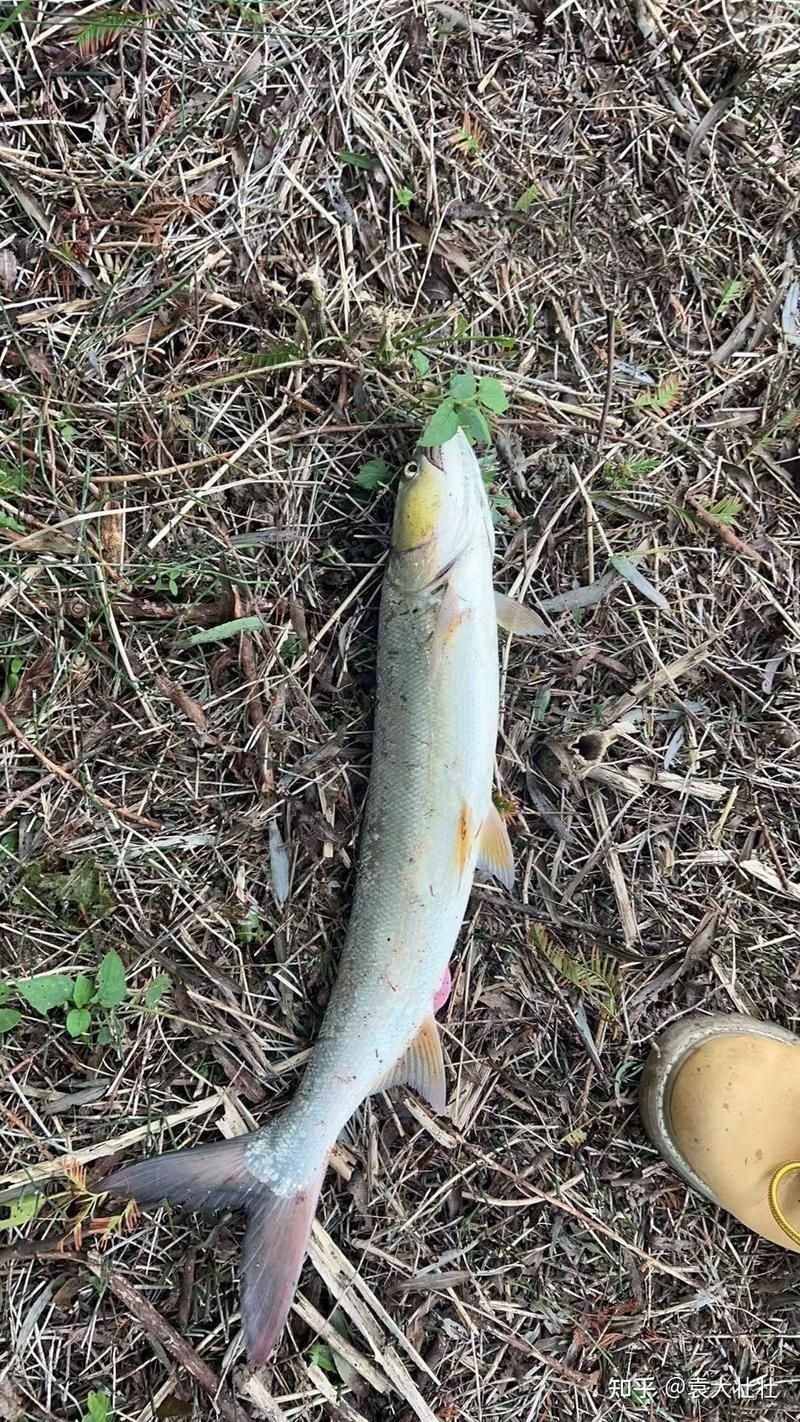 狗魚vs鳡魚：狗魚與鳡魚形態特征對比分析，狗魚與鳡魚形態特征對比