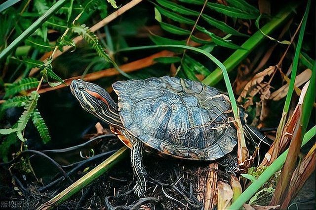 家養(yǎng)巴西龜?shù)膲勖杭茵B(yǎng)巴西龜壽命有多長