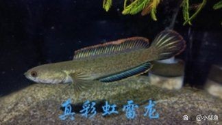 野生雷龍魚多少元一斤：深圳雷龍多少錢太平洋汽車如何區分野生雷龍魚價格