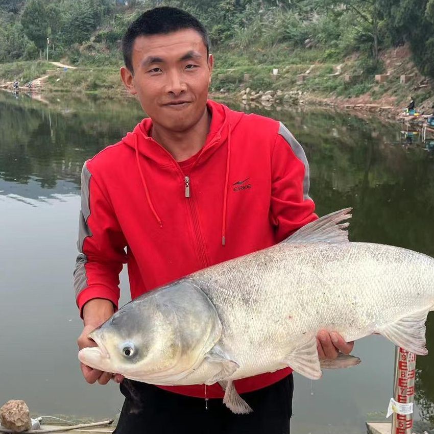 野生雷龍魚多少元一斤：深圳雷龍多少錢太平洋汽車如何區分野生雷龍魚價格