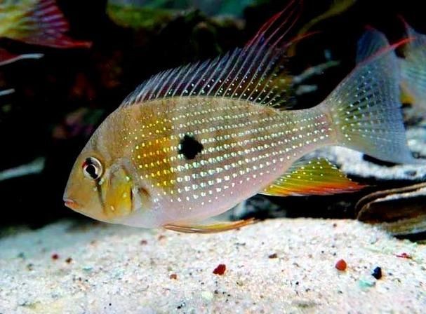 關刀魚圖片：不同種類關刀魚介紹