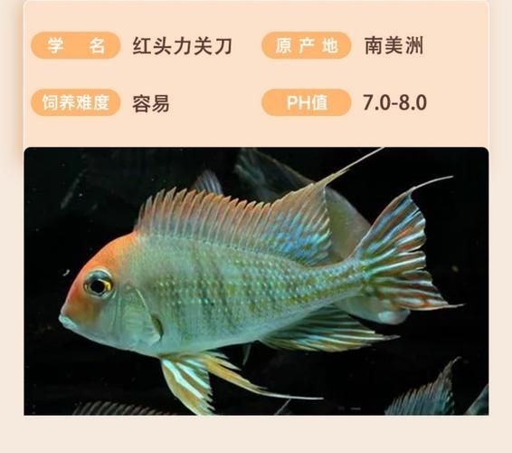 關刀魚圖片：不同種類關刀魚介紹