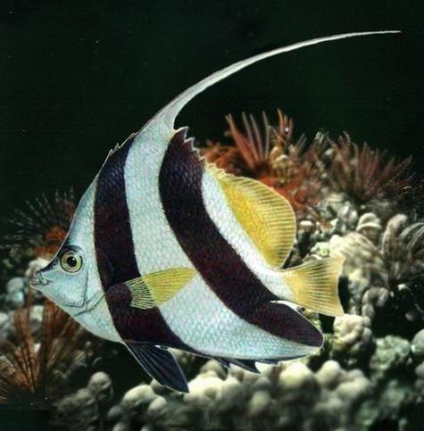 關刀魚圖片：不同種類關刀魚介紹