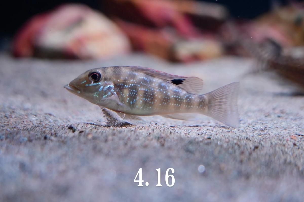 關刀魚圖片：不同種類關刀魚介紹