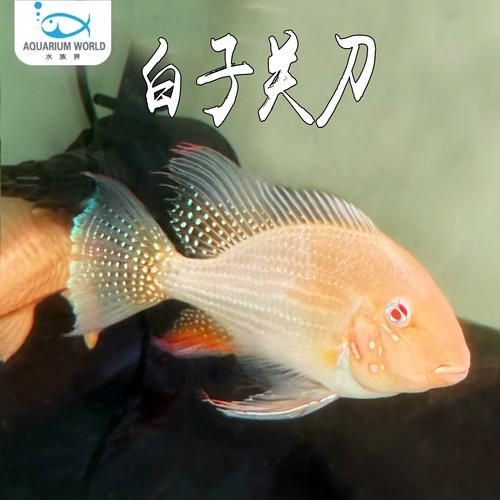 關(guān)刀魚圖片：不同種類關(guān)刀魚介紹