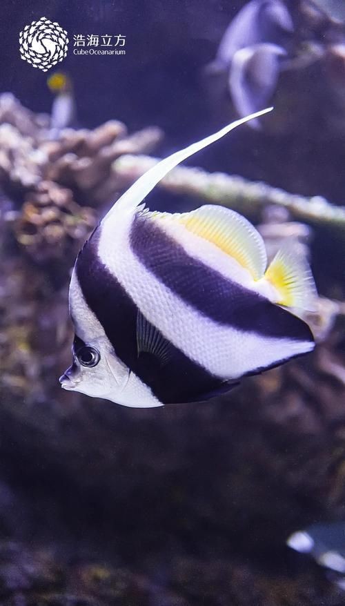 關刀魚圖片：不同種類關刀魚介紹