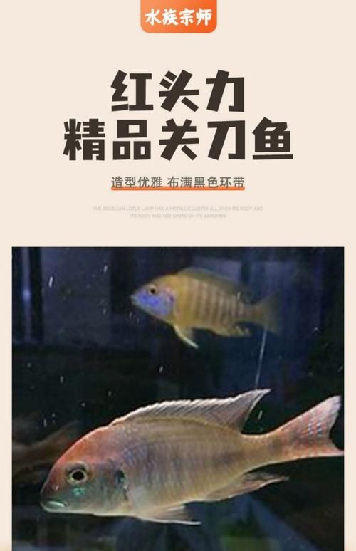 關刀魚圖片：不同種類關刀魚介紹