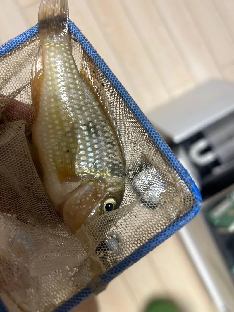 關刀魚圖片：不同種類關刀魚介紹