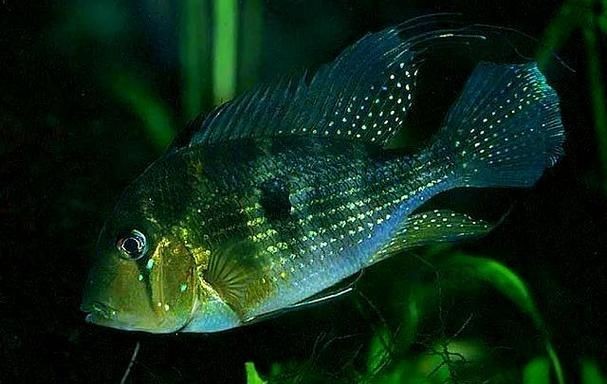 關刀魚圖片：不同種類關刀魚介紹