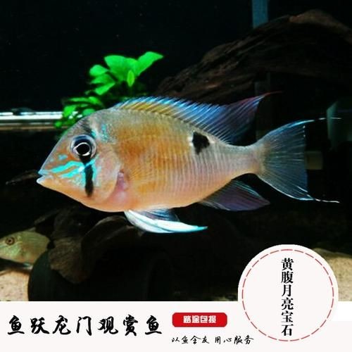 關刀魚圖片：不同種類關刀魚介紹