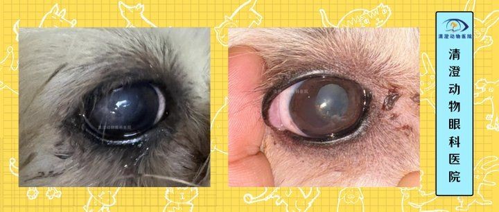 狗頭魚眼晴白了,睜不開,嘴巴張開,狀：狗頭魚眼睛發白、睜不開、嘴巴張開是怎么回事