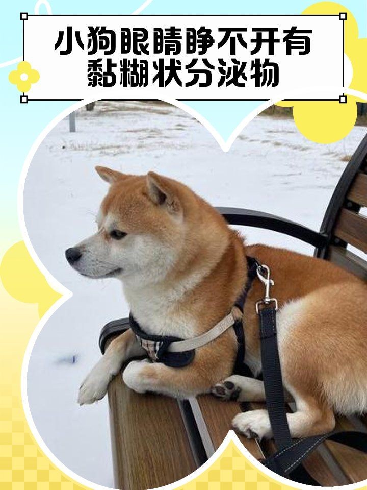狗頭魚眼晴白了,睜不開,嘴巴張開,狀：狗頭魚眼睛發白、睜不開、嘴巴張開是怎么回事
