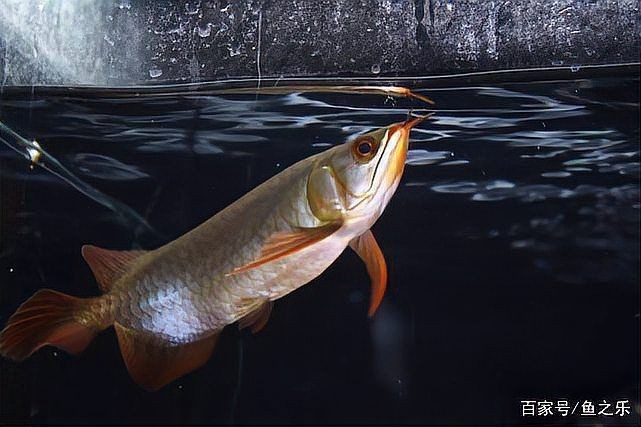 紅龍魚幾年就不長了：紅龍魚在什么階段開始發色