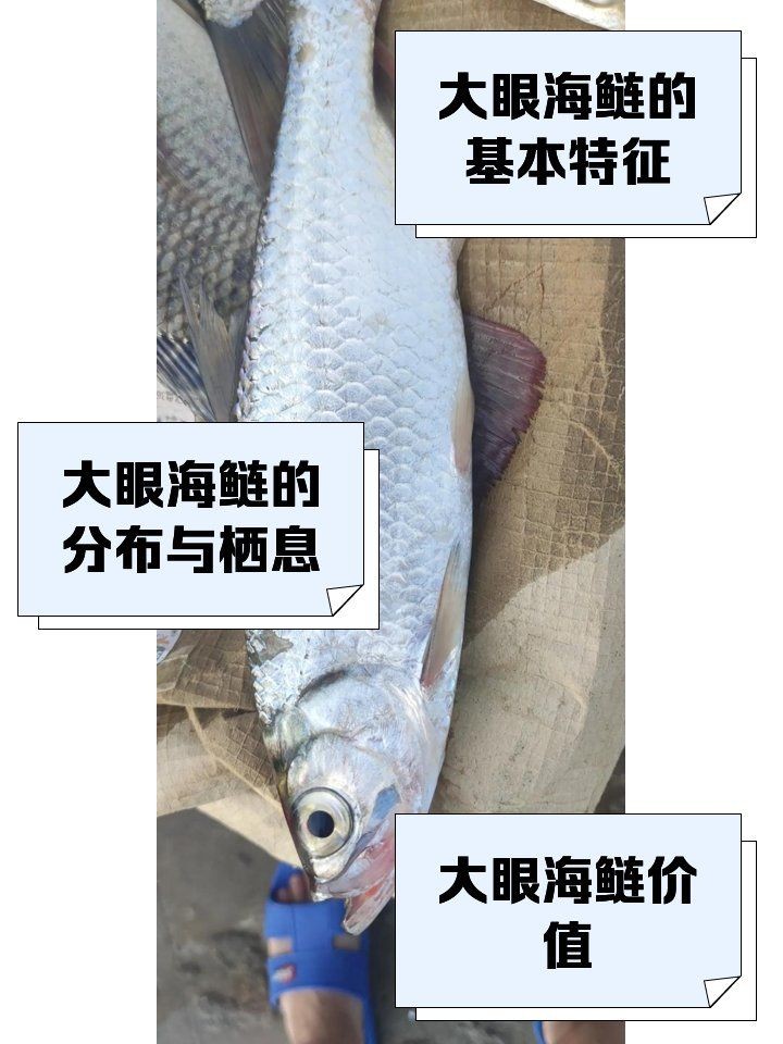 海鰱和翹嘴為什么很像:如何區(qū)分海鰱和翹嘴魚?
