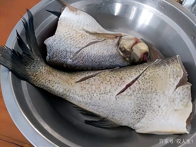 海鰱和翹嘴為什么很像:如何區(qū)分海鰱和翹嘴魚?