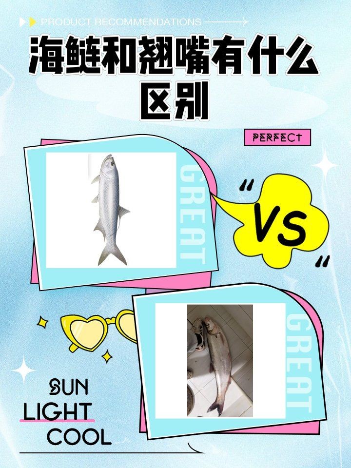 海鰱和翹嘴為什么很像:如何區(qū)分海鰱和翹嘴魚?