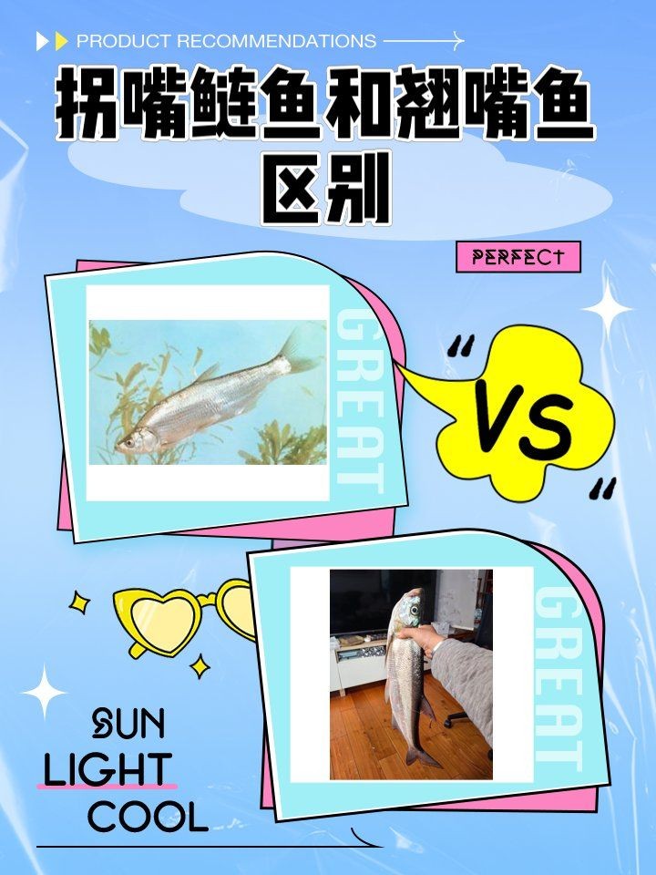 海鰱和翹嘴為什么很像:如何區(qū)分海鰱和翹嘴魚?