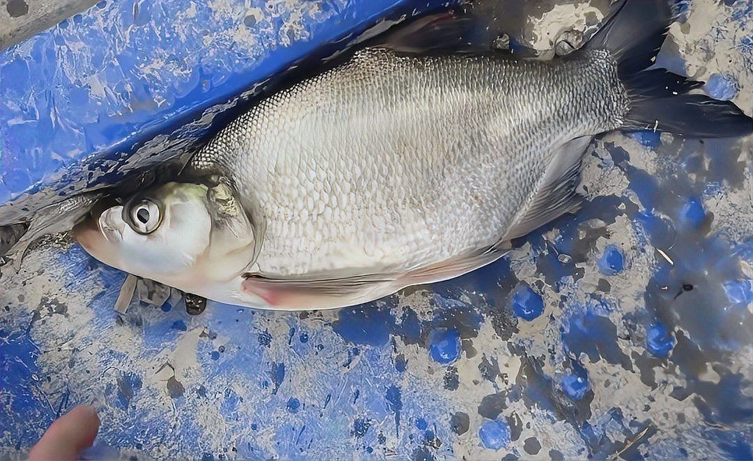 海鰱和翹嘴為什么很像:如何區(qū)分海鰱和翹嘴魚?
