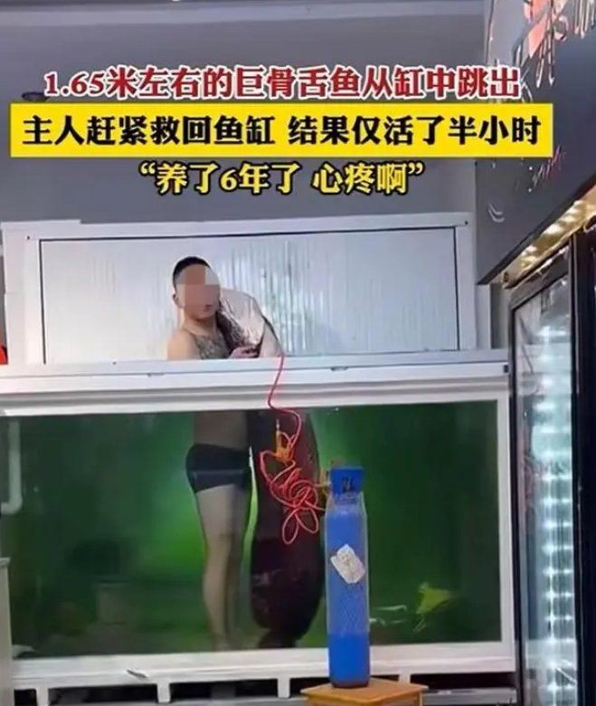 巨骨舌魚壽命一般多少：世界上最大的淡水魚類之一巨骨舌魚在野外的生存狀況