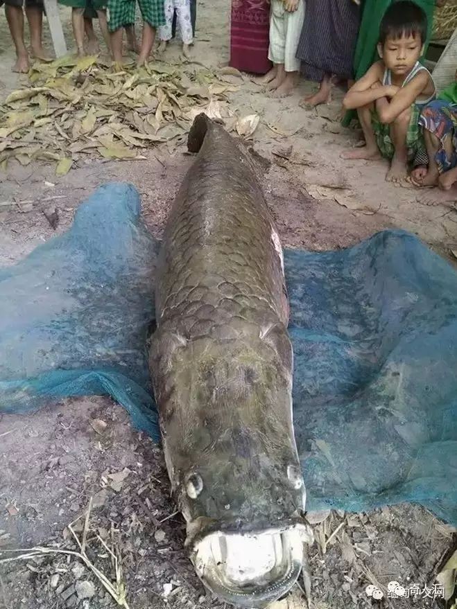 巨骨舌魚壽命一般多少：世界上最大的淡水魚類之一巨骨舌魚在野外的生存狀況