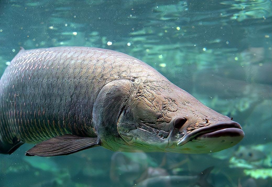 巨骨舌魚壽命一般多少：世界上最大的淡水魚類之一巨骨舌魚在野外的生存狀況
