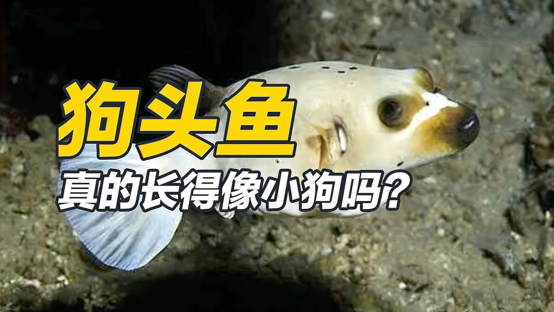 狗頭魚有哪些品種：常見狗頭魚品種介紹 狗頭魚有哪些品種：常見狗頭魚品種介紹 龍魚論壇 第1張