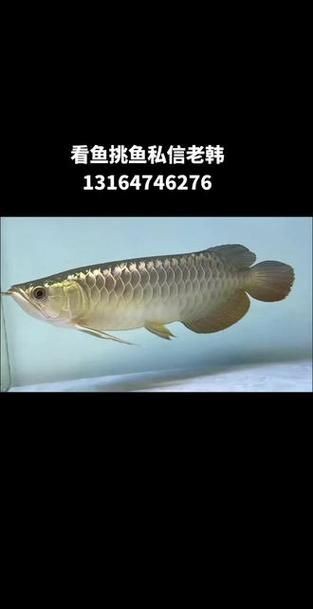 過背金龍爬背過程圖解：“過背金龍爬背過程”展開詳細圖解過背金龍爬背過程