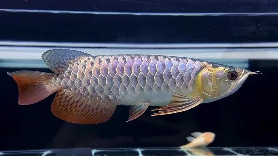 過背金龍爬背過程圖解：“過背金龍爬背過程”展開詳細圖解過背金龍爬背過程