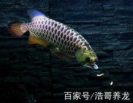 過背金龍爬背過程圖解：“過背金龍爬背過程”展開詳細圖解過背金龍爬背過程