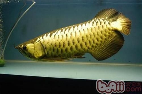 過背金龍爬背過程圖解：“過背金龍爬背過程”展開詳細圖解過背金龍爬背過程